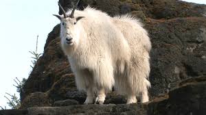 mountain goat